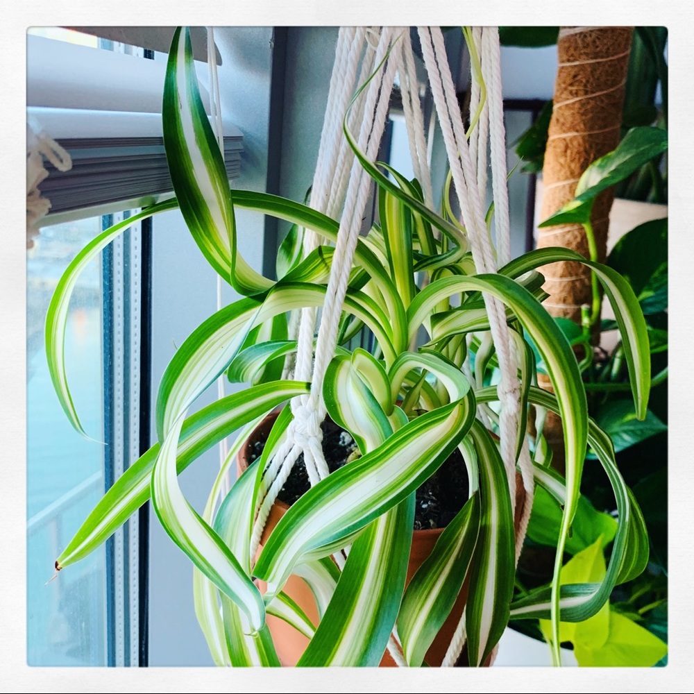 🌱Curly Spider Plant - Picture 1 of 5
